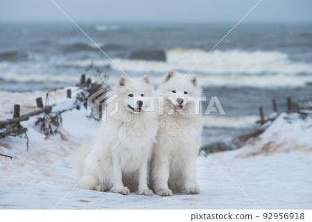 Two Samoyed white dogs are on snow sea beach in Latvia Two Samoyed white dogs are on snow sea beach in Latvia 92956918