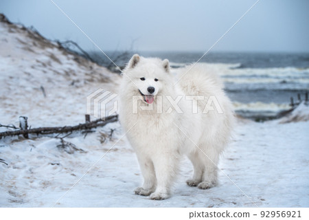 Nice Samoyed white dog is on snow sea beach in Latvia Nice Samoyed white dog is on snow sea beach in Latvia 92956921