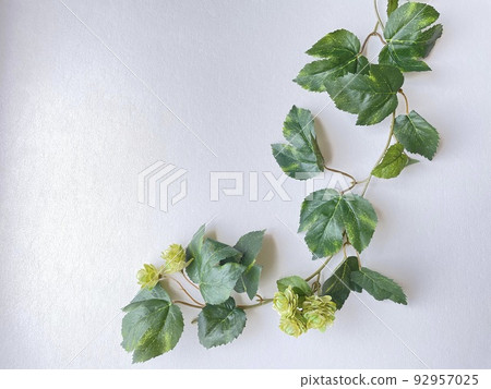 Vine frame Vine frame 92957025