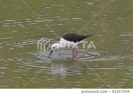 Stilts foraging in wetlands Stilts foraging in wetlands 92957044