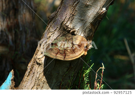Chaga is a fungus species of the genus Inonotus that infects living trees. Chaga is a fungus species of the genus Inonotus that infects living trees. 92957125