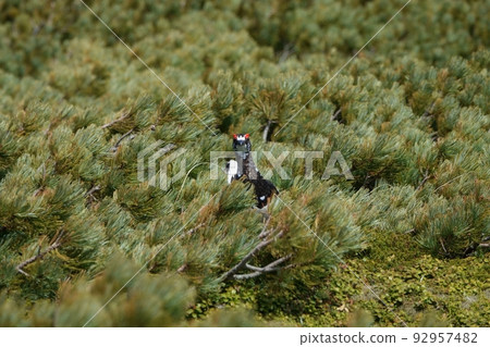 岩石雷鳥穿過石松林 92957482