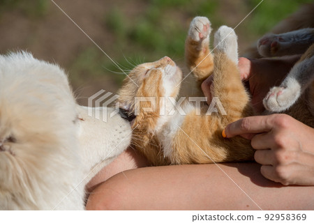 Samoyed dog and red cat, dog is sniffing red cat 92958369