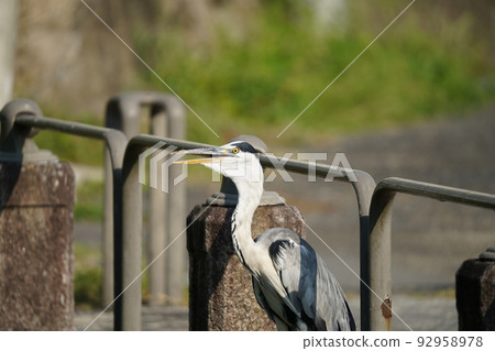 Gray heron Gray heron 92958978