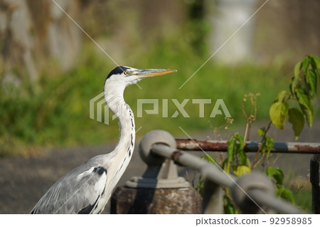 Gray heron 92958985