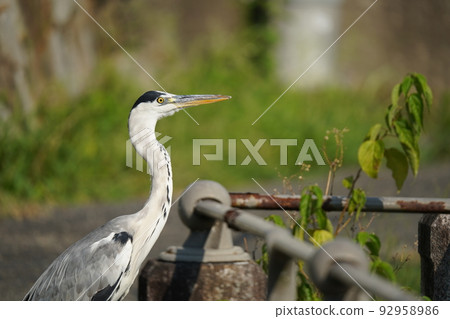 Gray heron 92958986