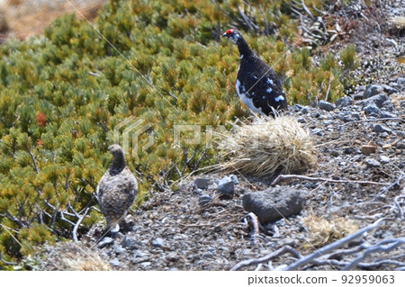 A couple of ptarmigans walking through a gravel field and creeping pines A couple of ptarmigans walking through a gravel field and creeping pines 92959063