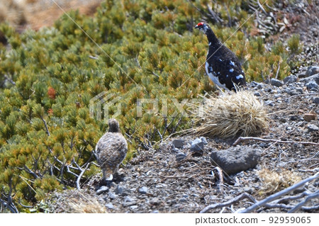 A couple of ptarmigans walking through a gravel field and creeping pines A couple of ptarmigans walking through a gravel field and creeping pines 92959065