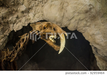 Extinct smilodon tiger FOSSIL 92959464