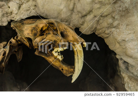 Extinct smilodon tiger FOSSIL Extinct smilodon tiger FOSSIL 92959465