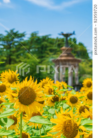 Sunflowers in full bloom at Tsurumai Park in summer <Nagoya City, Aichi Prefecture> Sunflowers in full bloom at Tsurumai Park in summer <Nagoya City, Aichi Prefecture> 92959720