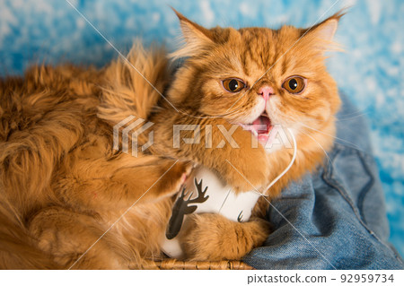 Red Persian cat with lantern on Christmas Red Persian cat with lantern on Christmas 92959734