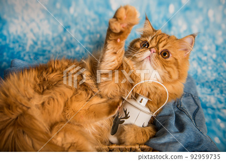 Red Persian cat with lantern on Christmas Red Persian cat with lantern on Christmas 92959735