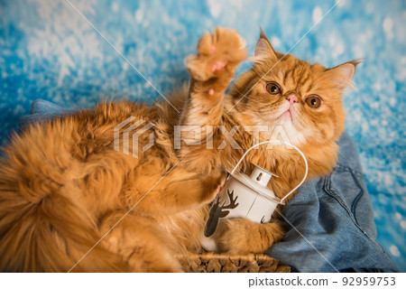 Red Persian cat with lantern on Christmas Red Persian cat with lantern on Christmas 92959753