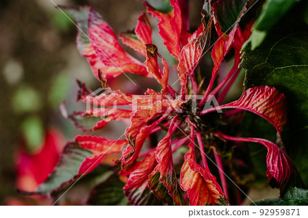 Ornamental plant Amaranthus tricolor. Beautiful red autumn flower in garden. Ornamental plant Amaranthus tricolor. Beautiful red autumn flower in garden. 92959871