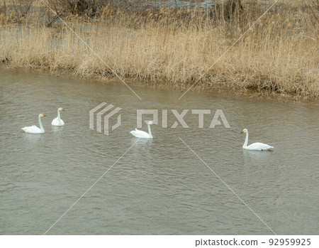 Swans taking a rest by the river 92959925