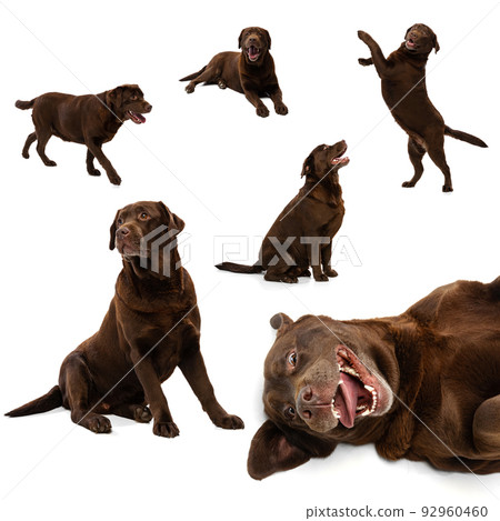Set of images of chocolate color dog, labrador isolated over white studio background. Concept of motion, beauty, fashion, breeds, pets love, animal Set of images of chocolate color dog, labrador isolated over white studio background. Concept of motion, beauty, fashion, breeds, pets love, animal 92960460