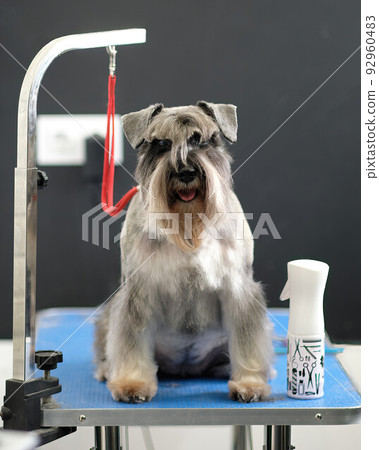 Beautiful purebred gray miniature schnauzer after trimming on the table 92960483