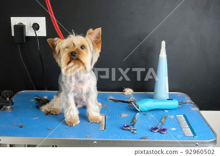 A Yorkshire terrier dog sits on a grooming table in an animal beauty salon A Yorkshire terrier dog sits on a grooming table in an animal beauty salon 92960502