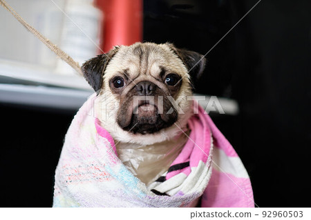 Portrait of a Pug dog in a towel close-up 92960503