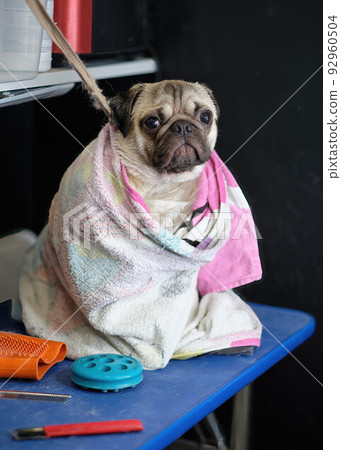 A pug sits on a chair wrapped in a towel in a grooming studio 92960504