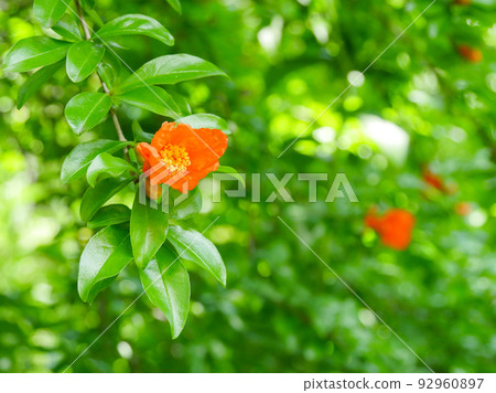 1 pomegranate flower 92960897