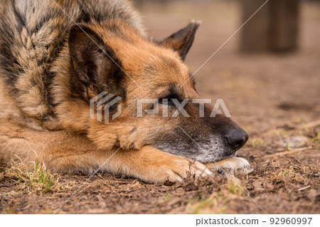 Sleeping german shepherd dog outdoor on ground 92960997