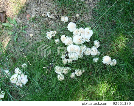 Toadstool mushrooms in nature in green grass. Hallucinogenic mushrooms 92961389