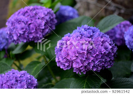 hydrangea   92961542