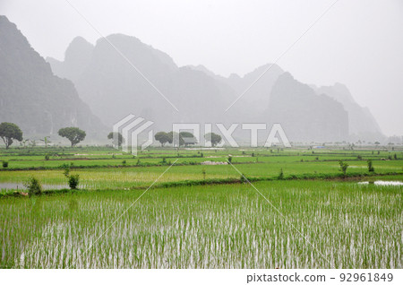 Vietnam landscape. Rice fields and karst towers in Ninh Binh Vietnam landscape. Rice fields and karst towers in Ninh Binh 92961849