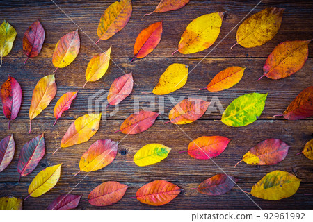 Autumn composition with colorful leaves Autumn composition with colorful leaves 92961992