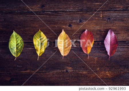 Collection of autumn leaves Collection of autumn leaves 92961993