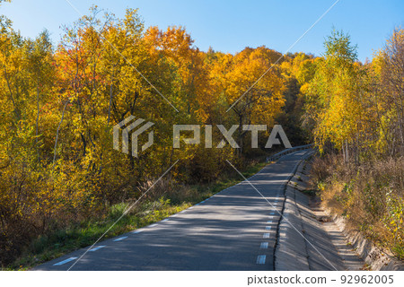 Forest road in the autumn Forest road in the autumn 92962005