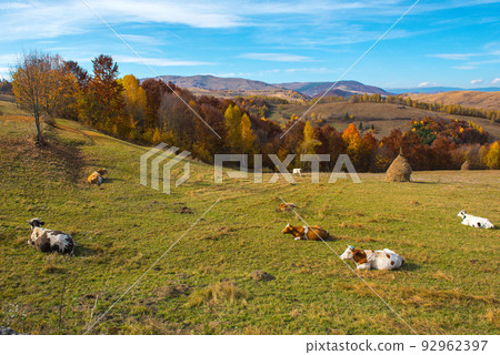 Cows grazing on meadow 92962397