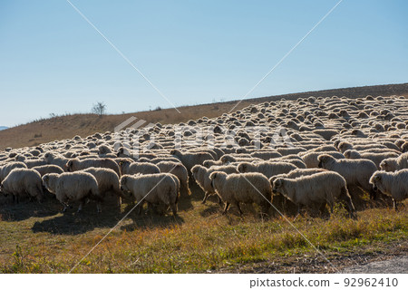 Flock of sheep grazing on meadow 92962410