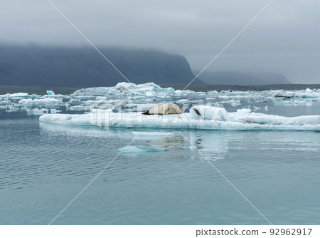 Seal relaxing on a floating iceberg in Jokulsarlon, Iceland Seal relaxing on a floating iceberg in Jokulsarlon, Iceland 92962917