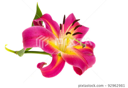 lily flower isolated lily flower isolated 92962981