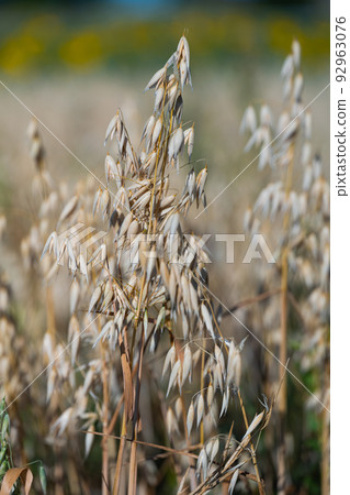 oats growing in the field 92963076