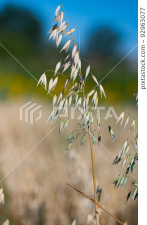 oats growing in the field oats growing in the field 92963077
