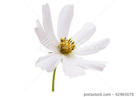 cosmea flower isolated 92963078