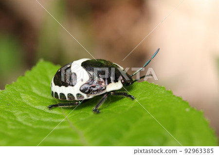Caterpillar bug larva 92963385