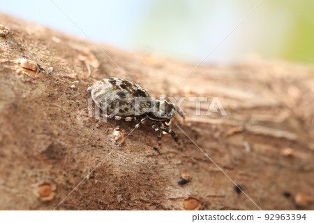 Female jumping spider 92963394