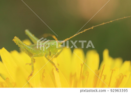 蒲公英和 Tettigonia orientalis 幼蟲 92963395