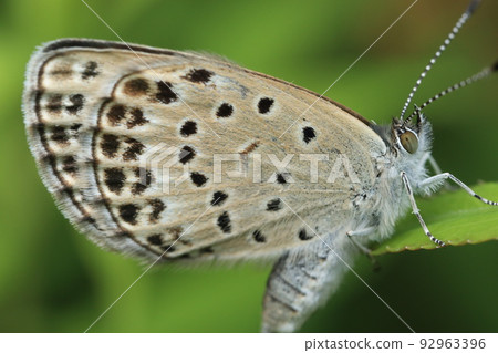 Yamato Shizimi 92963396