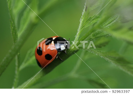 Nana Hoshi Tentou Nana Hoshi Tentou 92963397