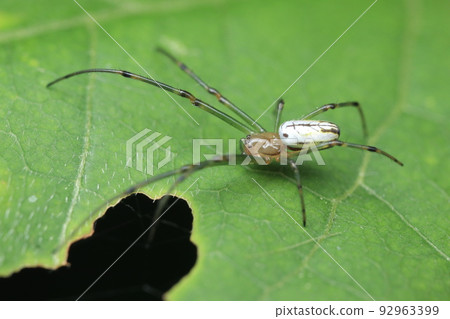 Argiope 屬的少年 Argiope 屬的少年 92963399