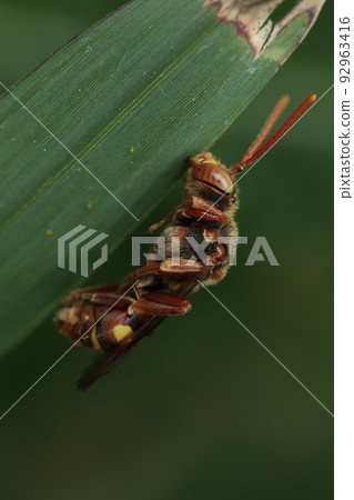 Yellow-bellied honeybee sleeping while clinging to pampas grass 92963416