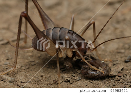 Kamadoma Kamadoma 92963431