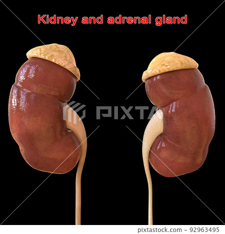 Human kidney Anatomy For Medical Concept 3D Rendering 92963495