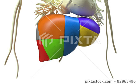 liver sections Human Digestive System Anatomy For Medical Concept 3D Rendering 92963496